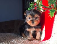 Yorkshire Terrier Puppies for sale in 114-34 121st St, Jamaica, NY 11420, USA. price: NA