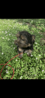 Yorkshire Terrier Puppies for sale in Oakland Park, FL 33334, USA. price: NA