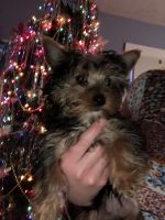Yorkshire Terrier Puppies for sale in Wilkes-Barre, PA, USA. price: NA