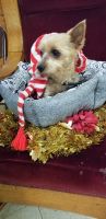 Yorkshire Terrier Puppies for sale in Westmoreland, TN 37186, USA. price: NA