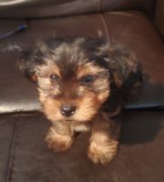 Yorkshire Terrier Puppies for sale in Fayetteville, NC, USA. price: NA