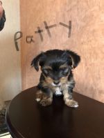Yorkshire Terrier Puppies for sale in Kellyville, OK, USA. price: NA