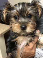 Yorkshire Terrier Puppies for sale in Jurupa Valley, CA 91752, USA. price: NA