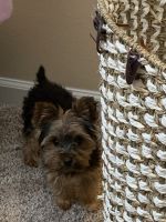 Yorkshire Terrier Puppies for sale in Willingboro, NJ, USA. price: NA