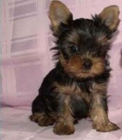 Yorkshire Terrier Puppies for sale in Bethany, LA 71007, USA. price: NA