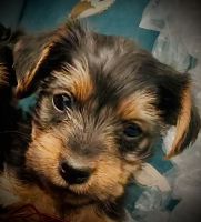 Yorkshire Terrier Puppies for sale in Benson, NC 27504, USA. price: NA
