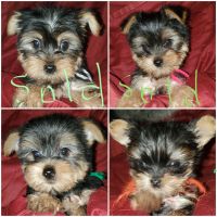 Yorkshire Terrier Puppies for sale in San Marcos, TX, USA. price: NA