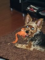 Yorkshire Terrier Puppies for sale in Norfolk, VA, USA. price: NA
