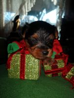 Yorkshire Terrier Puppies for sale in Comer, GA 30629, USA. price: NA