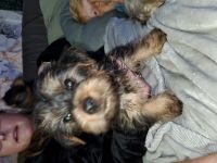 Yorkshire Terrier Puppies for sale in San Diego, CA 92111, USA. price: NA
