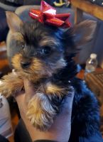 Yorkshire Terrier Puppies for sale in Washington, DC, USA. price: NA