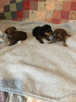 Yorkshire Terrier Puppies for sale in Benson, NC 27504, USA. price: NA