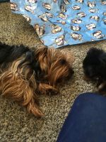 Yorkshire Terrier Puppies for sale in Cashton, WI 54619, USA. price: NA