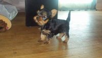 Yorkshire Terrier Puppies for sale in San Ramon, CA 94582, USA. price: NA