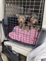 Yorkshire Terrier Puppies for sale in San Mateo, CA, USA. price: NA