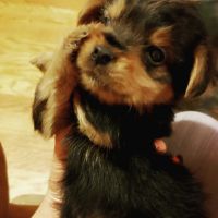 Yorkshire Terrier Puppies for sale in 5555 W Grand Ave, Chicago, IL 60639, USA. price: NA