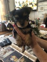 Yorkshire Terrier Puppies for sale in Indian Orchard, MA 01151, USA. price: NA