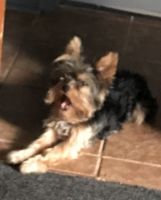 Yorkshire Terrier Puppies for sale in Paris, TX, USA. price: NA