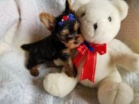 Yorkshire Terrier Puppies for sale in 18th Ave W, Everett, WA 98204, USA. price: NA