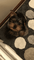 Yorkshire Terrier Puppies for sale in Coon Rapids, MN, USA. price: NA