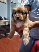 Yorkshire Terrier Puppies for sale in Waukegan, IL, USA. price: NA