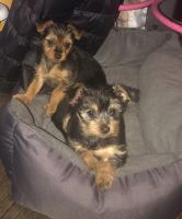 Yorkshire Terrier Puppies for sale in Queens, NY, USA. price: NA