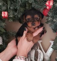 Yorkshire Terrier Puppies for sale in North Muskegon, MI 49445, USA. price: NA
