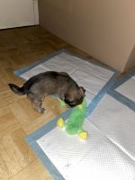Yorkshire Terrier Puppies for sale in Brooklyn, NY 11229, USA. price: NA