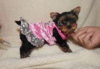 Yorkshire Terrier Puppies for sale in Peachtree City, GA, USA. price: NA