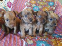 Yorkshire Terrier Puppies for sale in Dunnellon, FL, USA. price: NA