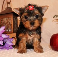 Yorkshire Terrier Puppies for sale in 3811 S Cooper St, Arlington, TX 76015, USA. price: NA