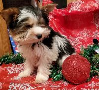Yorkshire Terrier Puppies for sale in OK-56 Loop, Oklahoma 74447, USA. price: NA