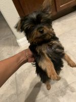 Yorkshire Terrier Puppies for sale in Wimauma, FL 33598, USA. price: NA