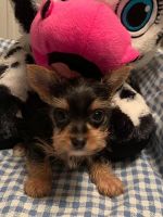 Yorkshire Terrier Puppies for sale in Silver Valley, NC 27292, USA. price: NA