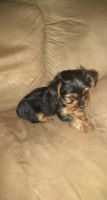 Yorkshire Terrier Puppies for sale in Lorain, OH, USA. price: NA