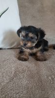 Yorkshire Terrier Puppies for sale in Charlotte, NC, USA. price: NA