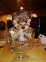 Yorkshire Terrier Puppies for sale in Palatine Bridge, NY, USA. price: NA