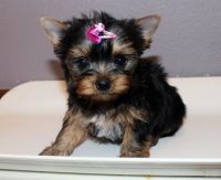 Yorkshire Terrier Puppies for sale in Littleton, NC 27850, USA. price: NA