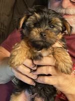 Yorkshire Terrier Puppies for sale in Valley Home, CA 95361, USA. price: NA