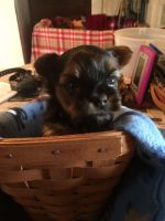 Yorkshire Terrier Puppies for sale in Angola, IN 46703, USA. price: NA
