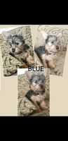 Yorkshire Terrier Puppies for sale in Moreno Valley, CA, USA. price: NA