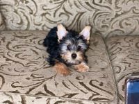 Yorkshire Terrier Puppies for sale in Moreno Valley, CA, USA. price: NA