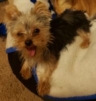 Yorkshire Terrier Puppies for sale in Missouri City, MO, USA. price: NA