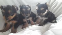 Yorkshire Terrier Puppies for sale in McKeesport, PA, USA. price: NA