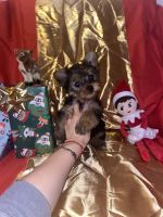 Yorkshire Terrier Puppies for sale in Dracut, MA 01826, USA. price: NA