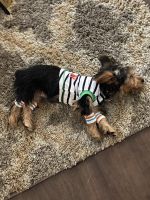 Yorkshire Terrier Puppies for sale in Dallas, TX 75229, USA. price: NA