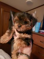 Yorkshire Terrier Puppies for sale in Temple, TX, USA. price: NA
