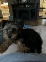 Yorkshire Terrier Puppies for sale in Bentleyville, PA 15314, USA. price: NA