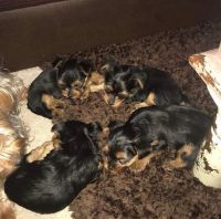 Yorkshire Terrier Puppies for sale in 28205 NC-73, Albemarle, NC 28001, USA. price: NA