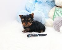 Yorkshire Terrier Puppies for sale in Lawrenceville, GA, USA. price: NA
